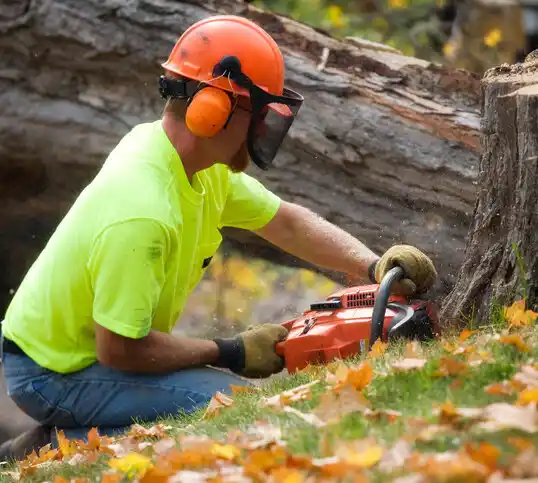 tree services Bancroft